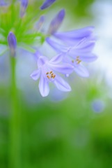 魅惑の花