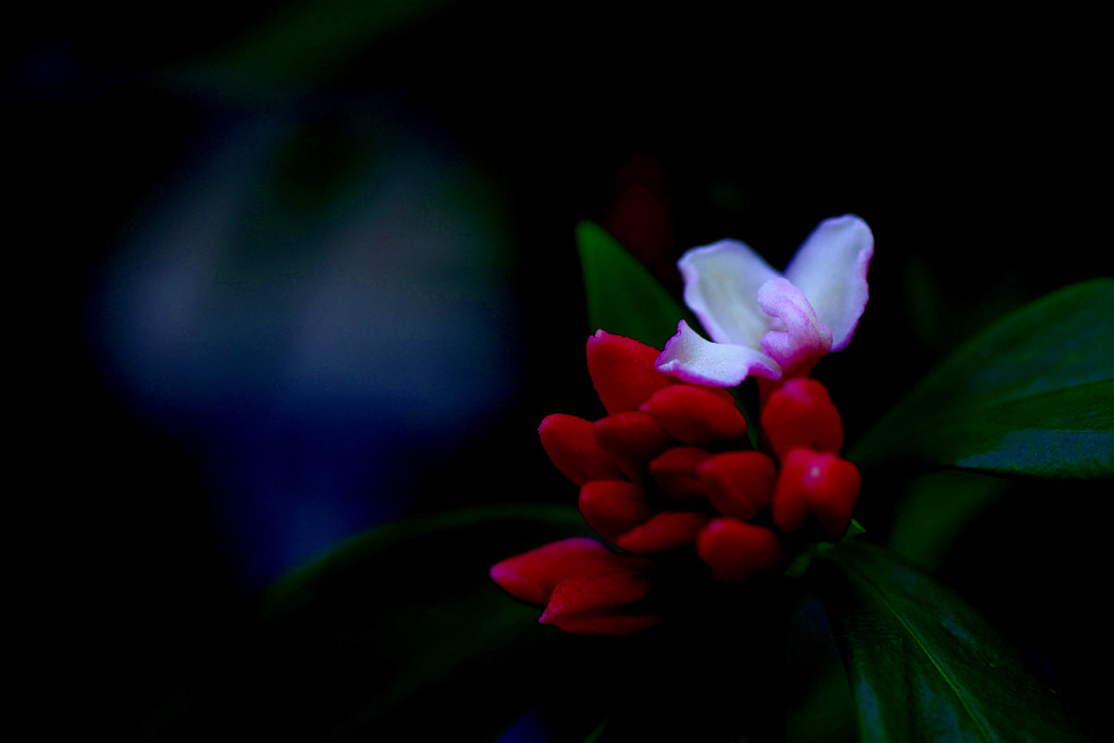 沈丁花