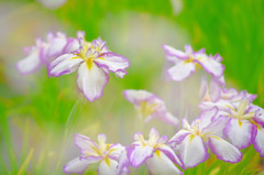 菖蒲1