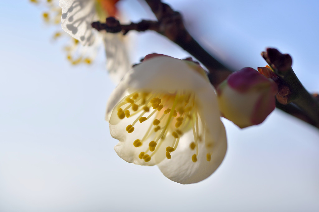 春待つ頃