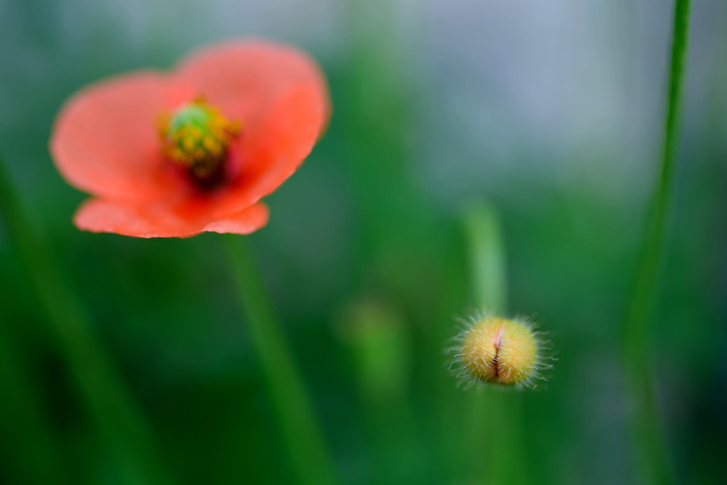  もうすぐ開花