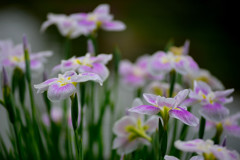 花菖蒲2