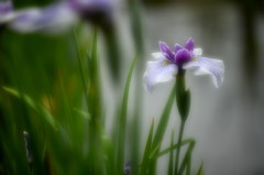 花菖蒲1