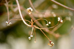 なんきんはぜの実三態