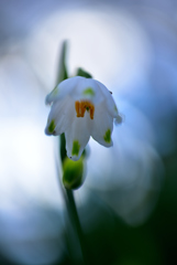 春花8