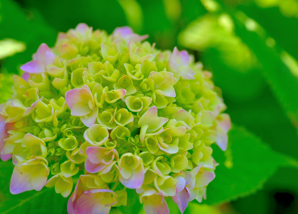 花開く時2