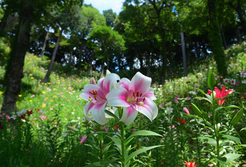 漂う香り１