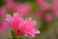 春花14