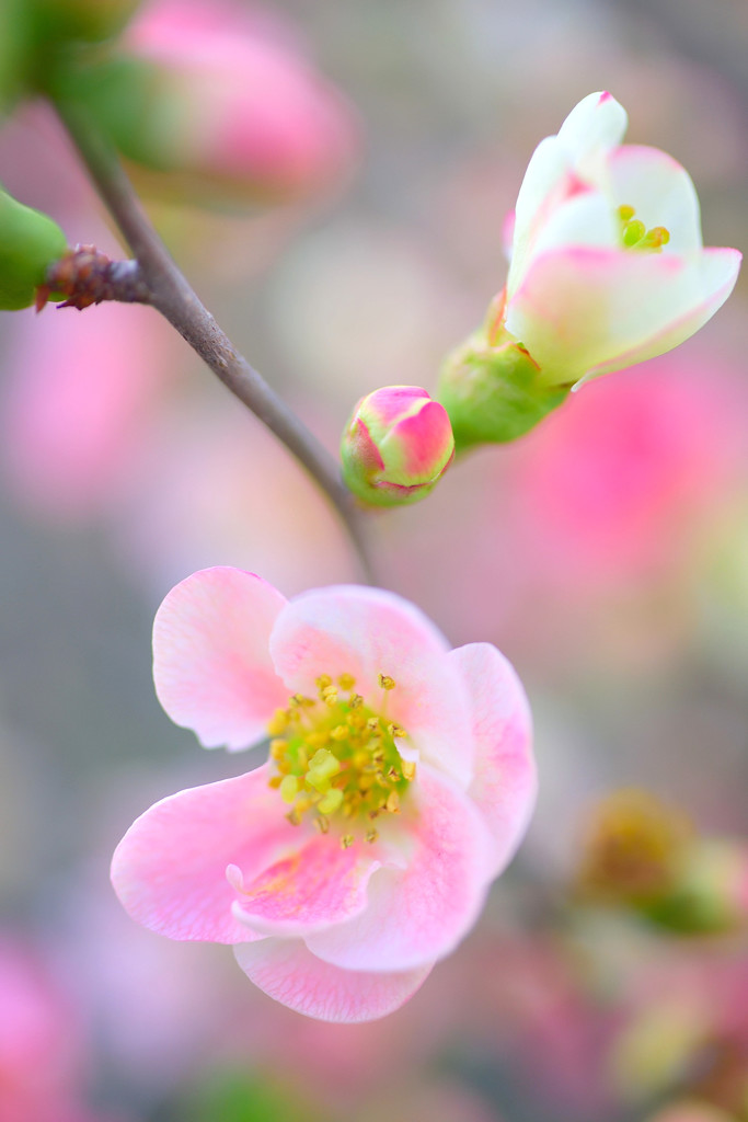 木瓜1