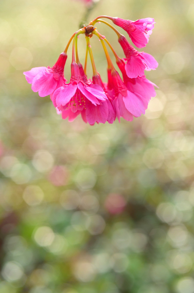 緋寒桜