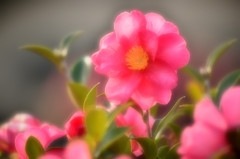 山茶花2