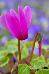 はにかんで、再び