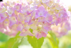 花開く時1