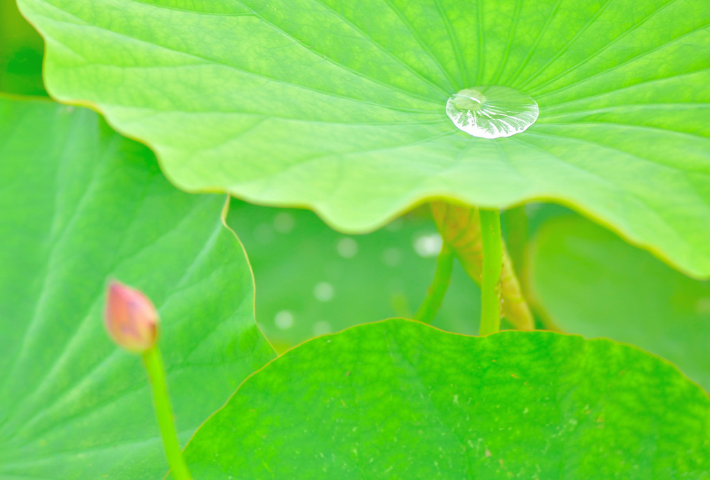雨上がり