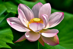 蓮花