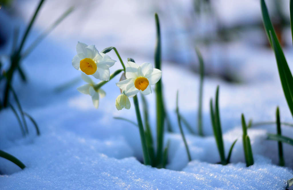 雪中花