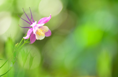春花18