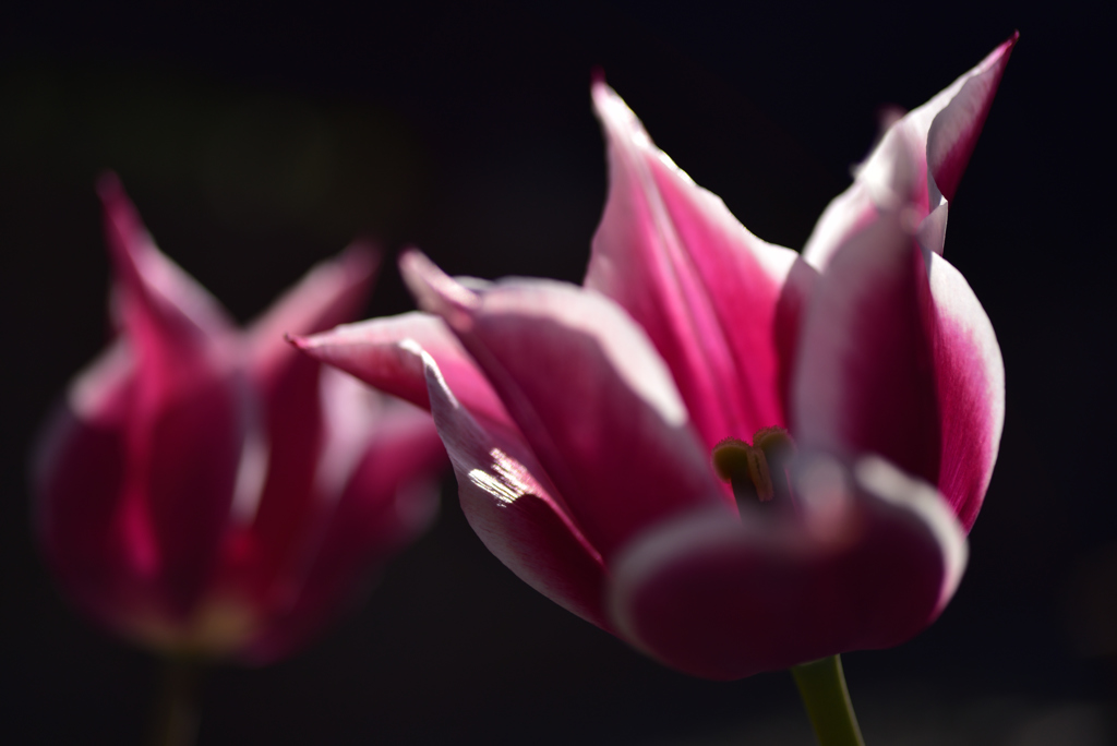 春花19