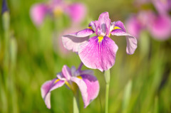 花菖蒲3