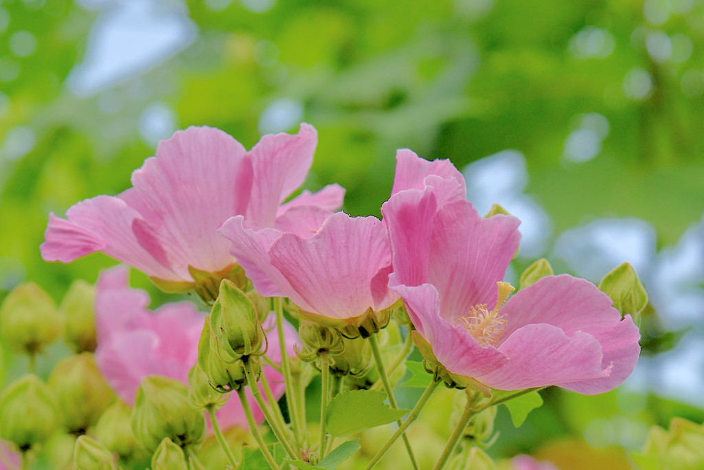 芙蓉