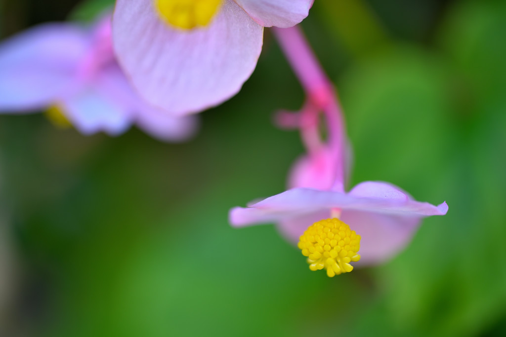 秋の花 シュウカイドウ