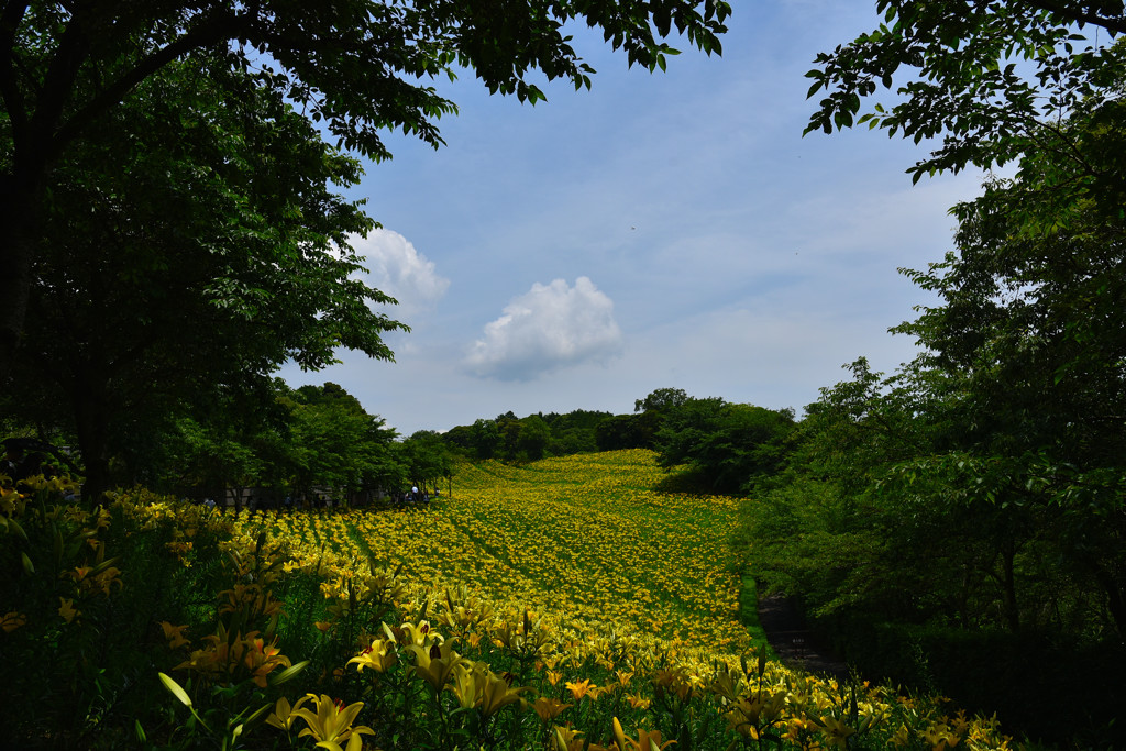 初夏のゆり園