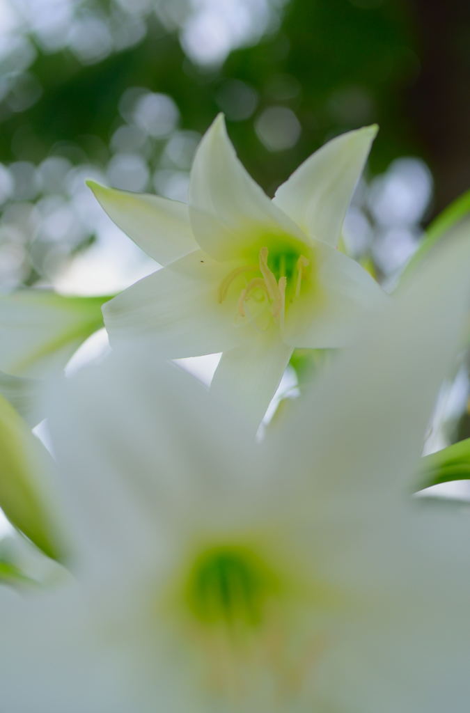初夏に咲く
