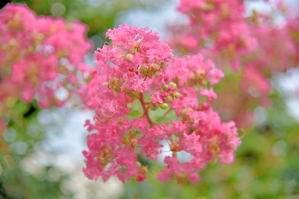 さるすべりの花