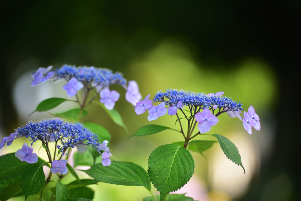 性海寺紫陽花１