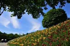 初夏のユリ園