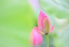蓮蕾