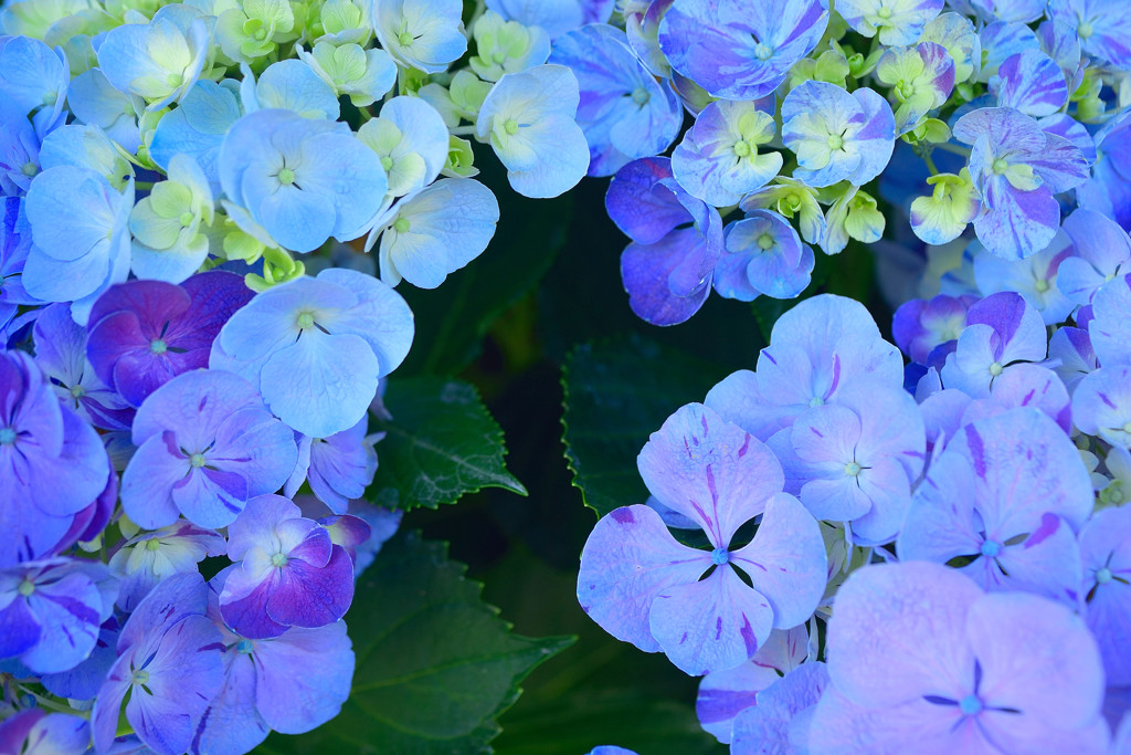 紫陽花