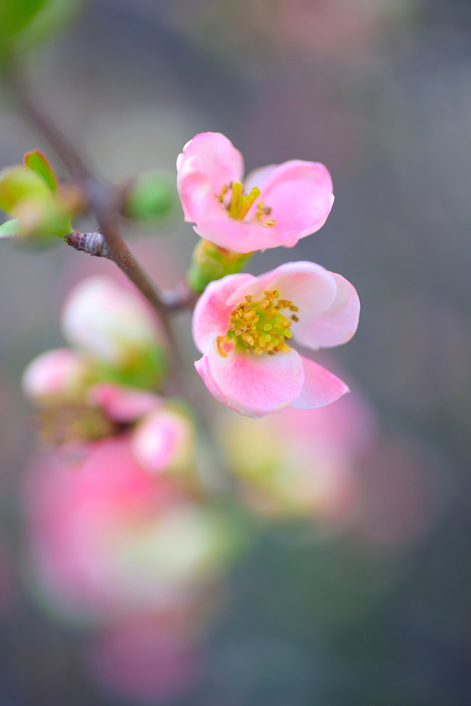 木瓜