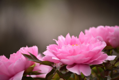 春花23