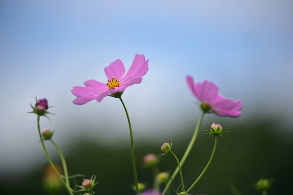 秋桜