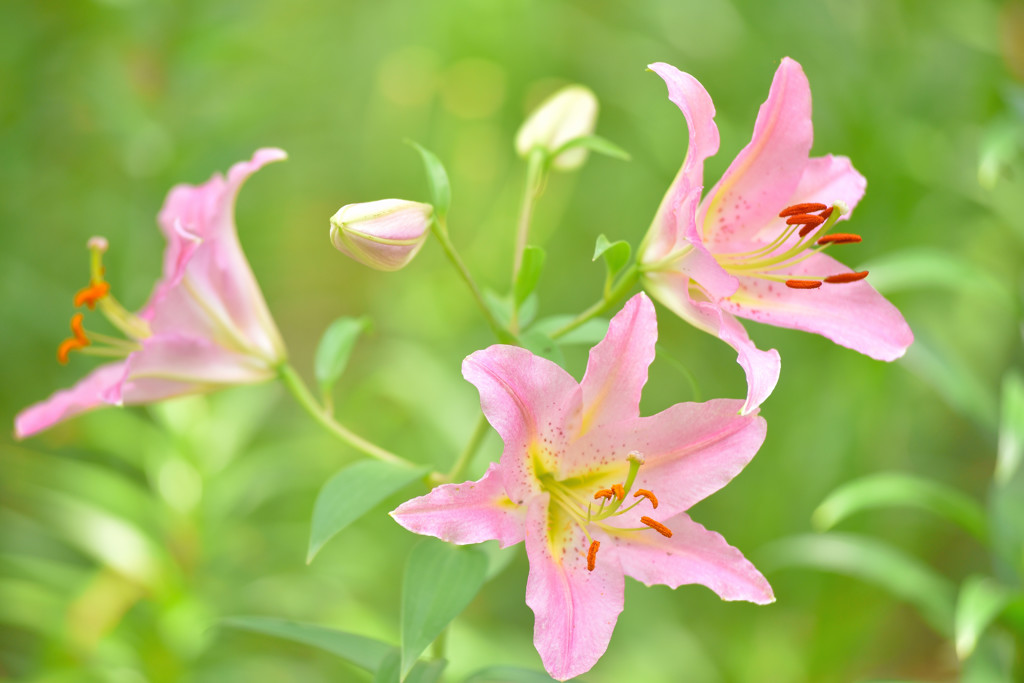 夏を呼ぶ花1