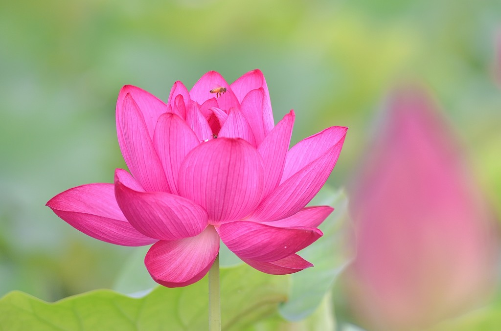 蓮花2