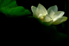 蓮花