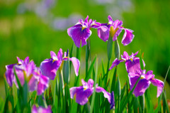 花菖蒲