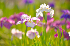 花菖蒲2