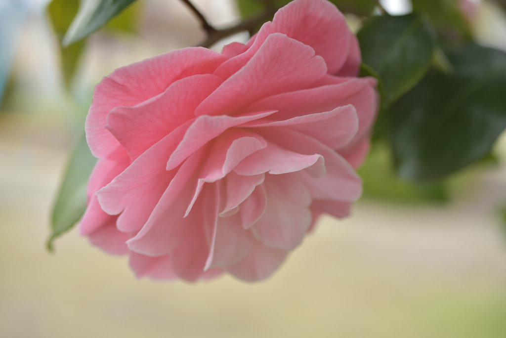 春花21