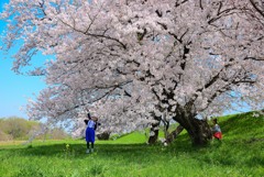 桜の木の下で１