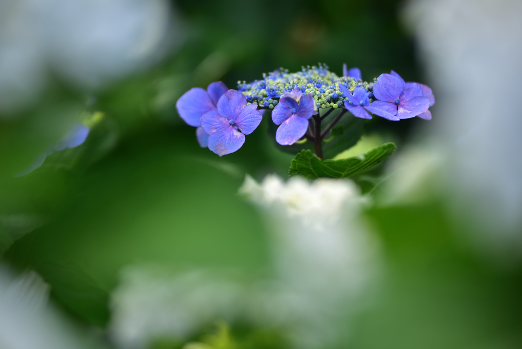 性海寺紫陽花４