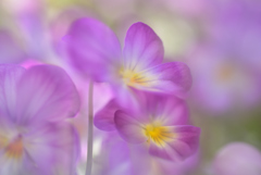 春花30
