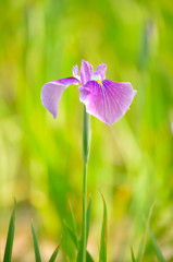 花菖蒲1