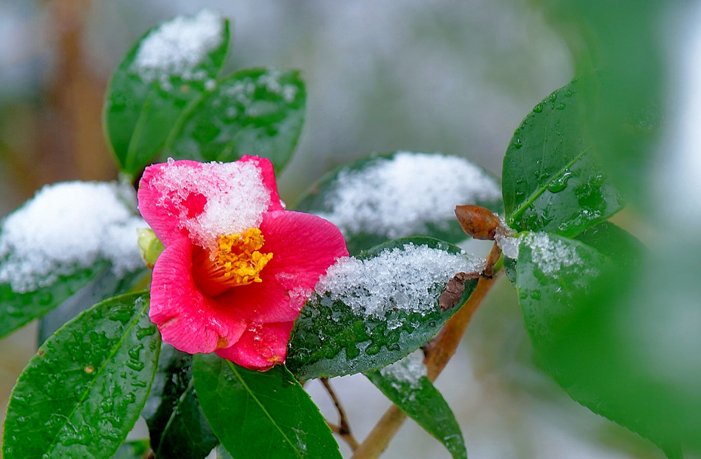 雪も止んで