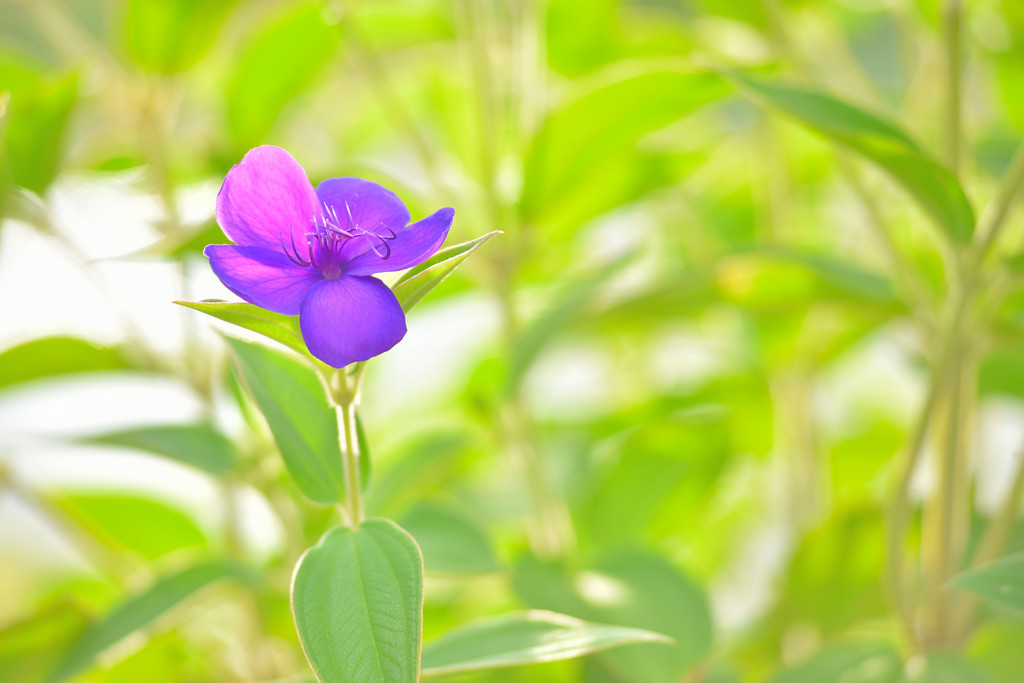 夏花