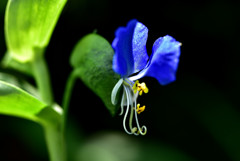 露草