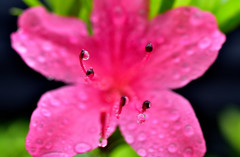 雨後のサツキ