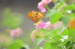 ヒョウモンチョウ